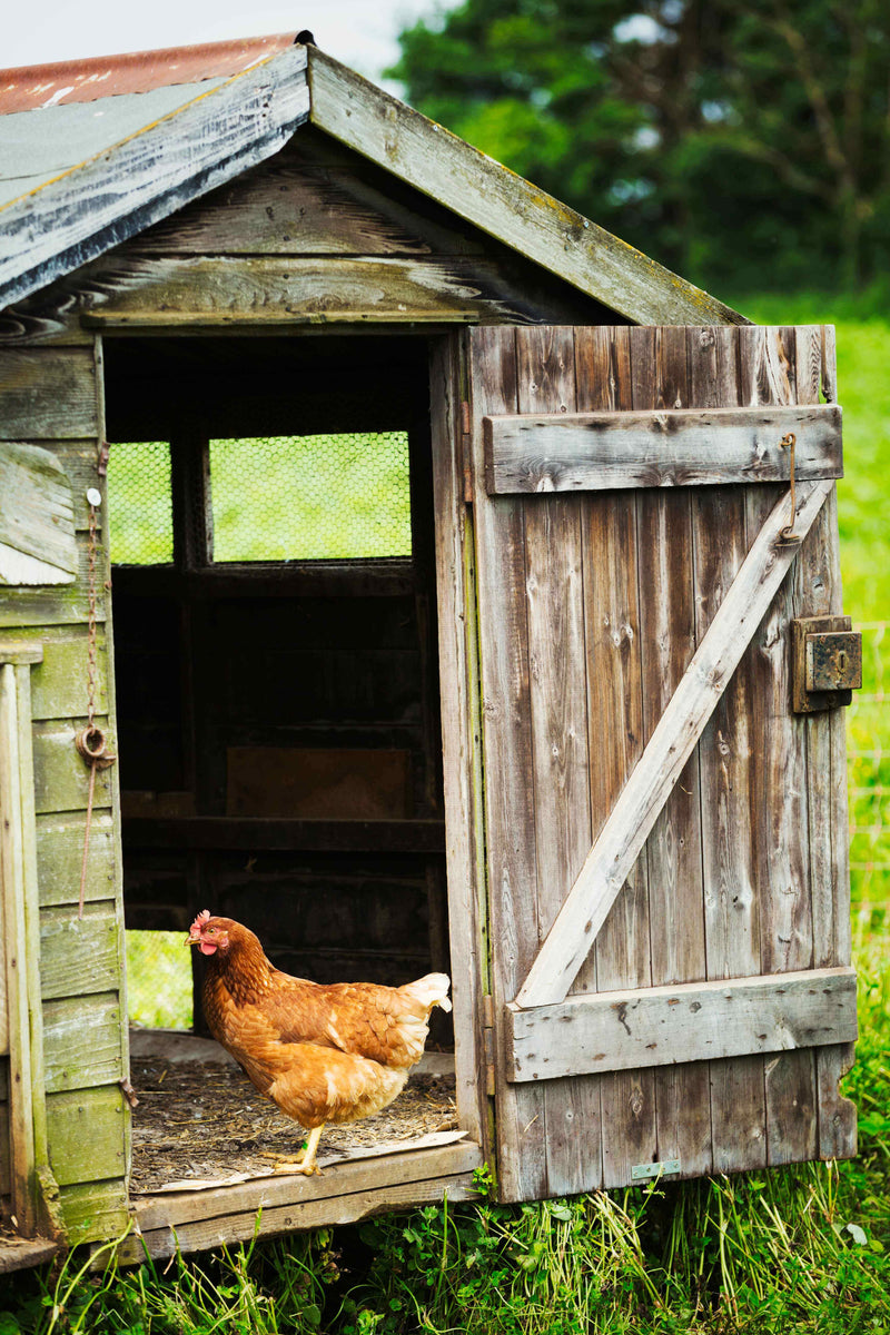 7 Practical Guides to PredatorProofing Your Chicken Coop