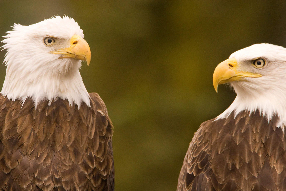Do Eagles Eat Chickens? Threats, Prevention, & Safety Tips