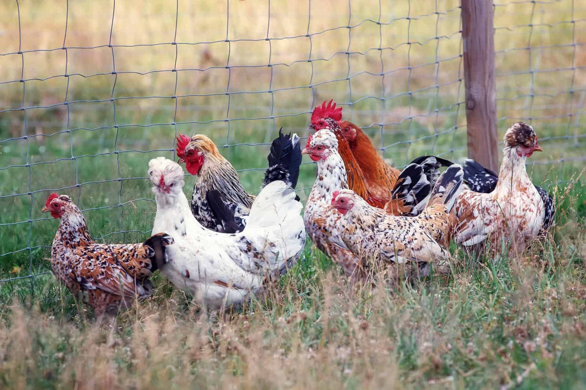 How to Protect FreeRange Chickens The Ultimate Guide