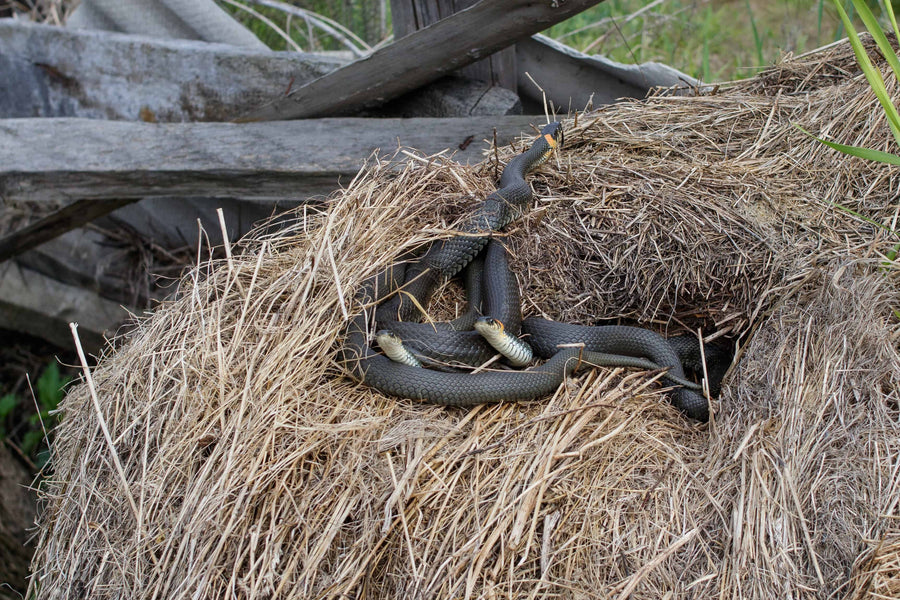 8 Easy Ways to Deter Rat Snakes from Your Chickens