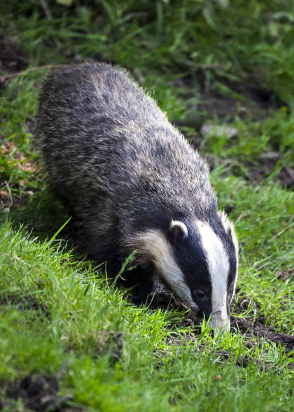 The Truth About Badgers and Chickens: What You Need to Know