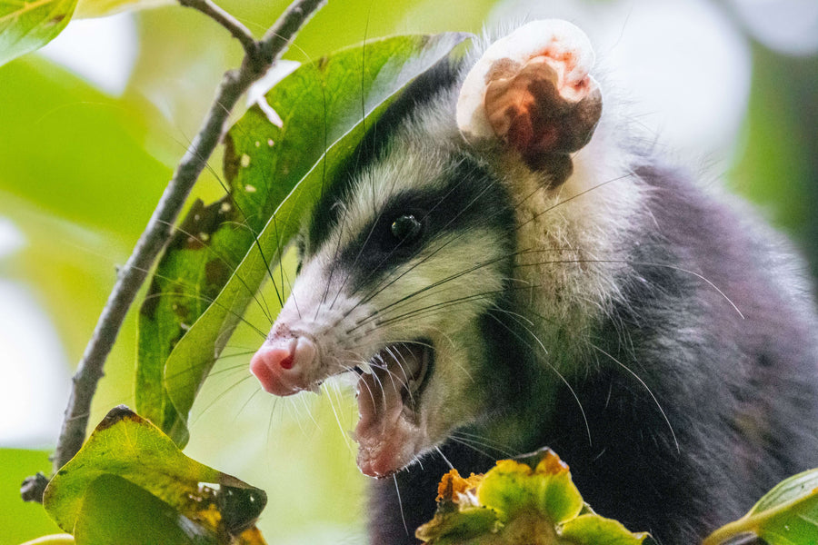 Do Opossums Eat Chickens? Here’s How to Protect Your Flock!