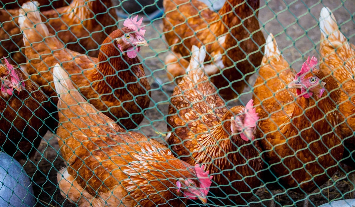 Chicken Neting A Complete Guide to Chicken Netting in Protecting Your Poultry