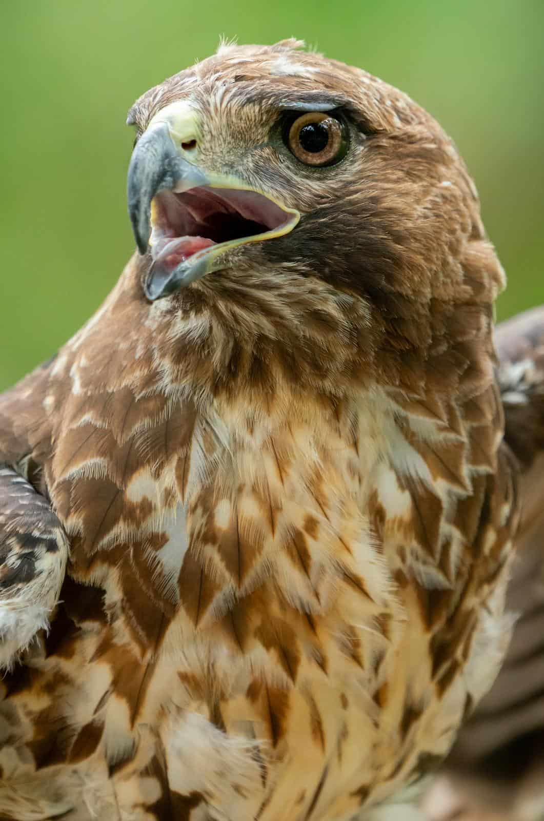 Do Hawks Eat Chickens? Understanding Hawk Predation and Coexistence
