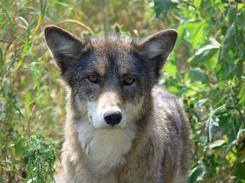 How to Keep Coyotes Away from Chickens