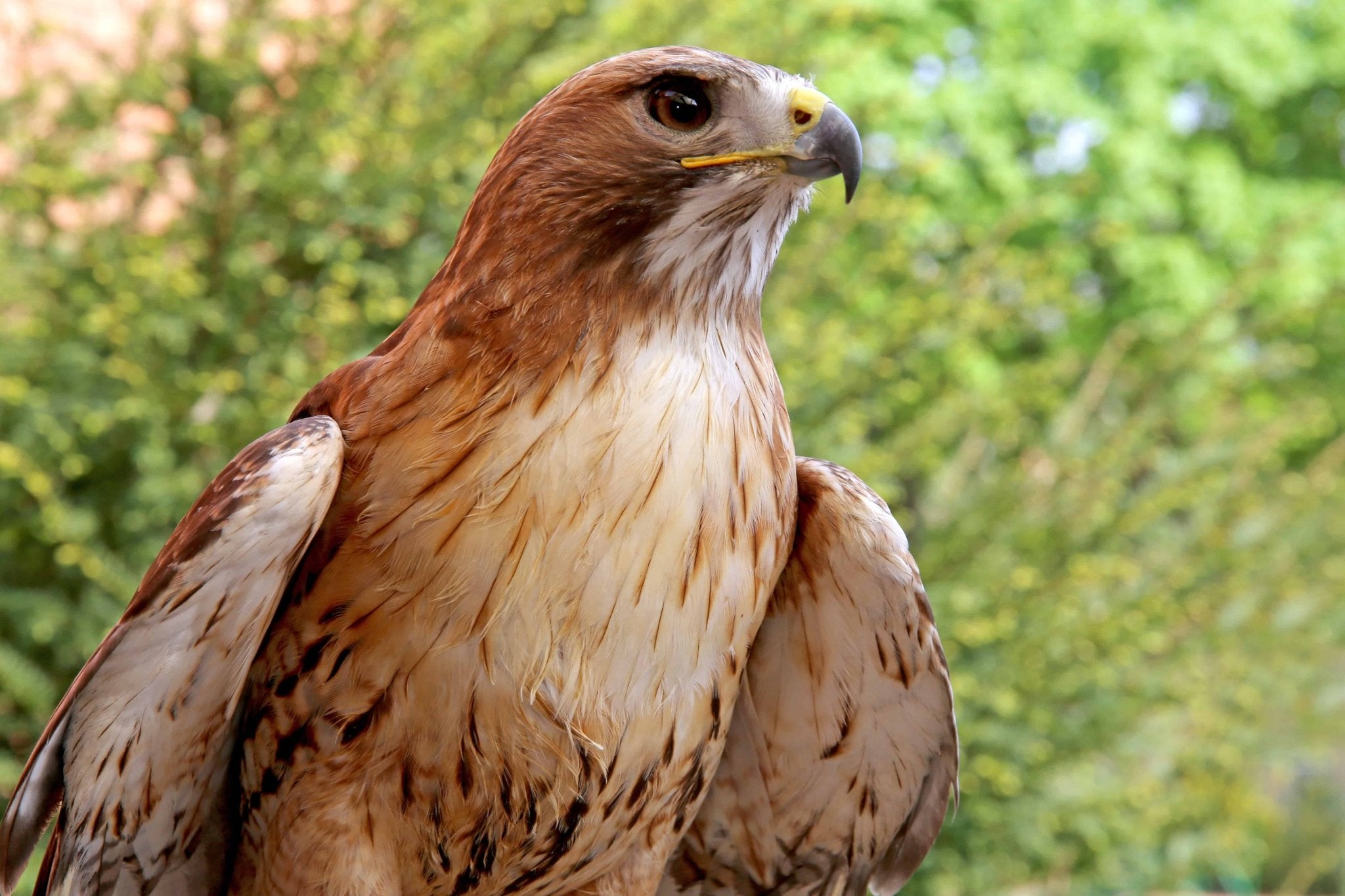 Bird Defense The Most Effective Bird Defense Against Hawks - Harvestofarming