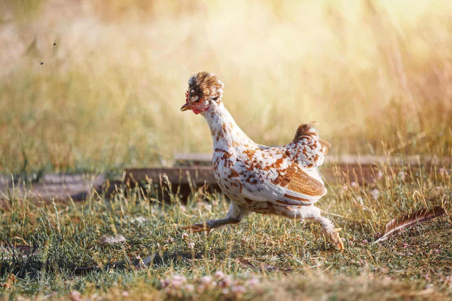 How to Use Bird Netting for Chicken Run: A Complete Guide