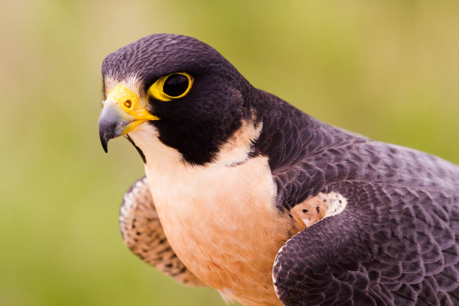 Do Falcons Eat Chicken?  Falcons' Diet and Hunting Habits