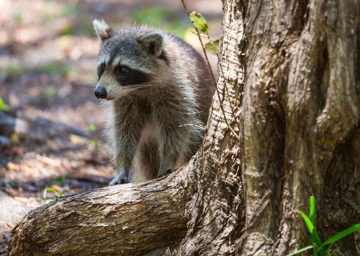 Raccoon Attack 5 Practical Ways To Protect your Chicken Flock