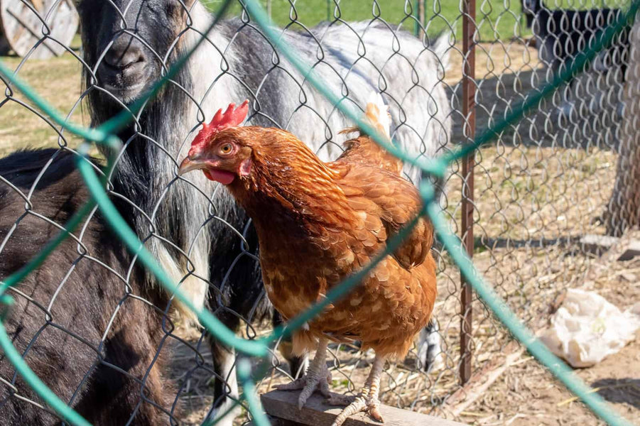 8 Things You Should Know When Choosing The Right Bird Netting For Your Chickens