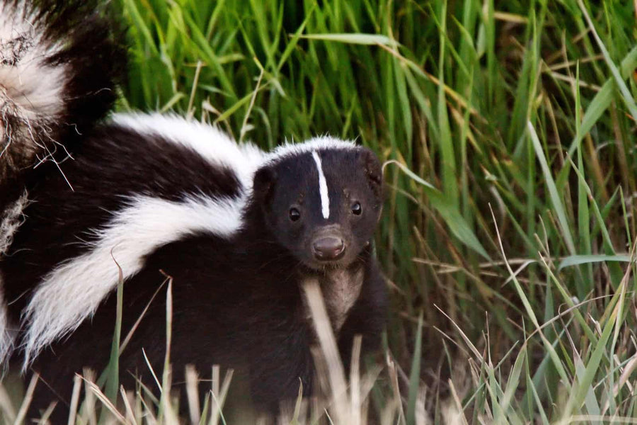 Do Skunks Eat Chickens? Protect Your Flock from Skunk Predators
