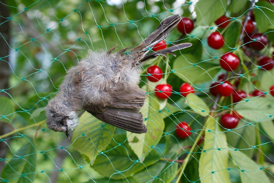 The Ultimate Guide to Bird Netting for Garden Protection