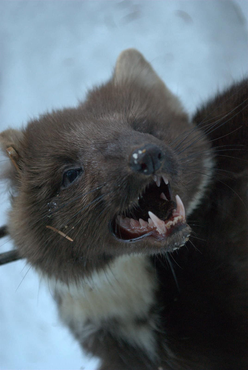 Can a Weasel Kill a Chicken? Risks and Prevention Strategies