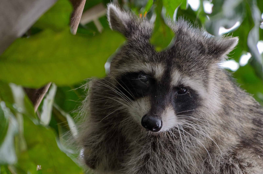 How To Keep Raccoons Away From Chickens: Know How To Protect Your Flock!